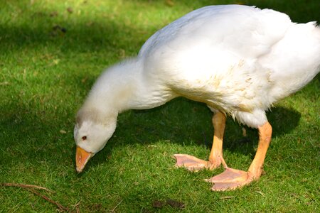 Poultry domestic goose livestock photo