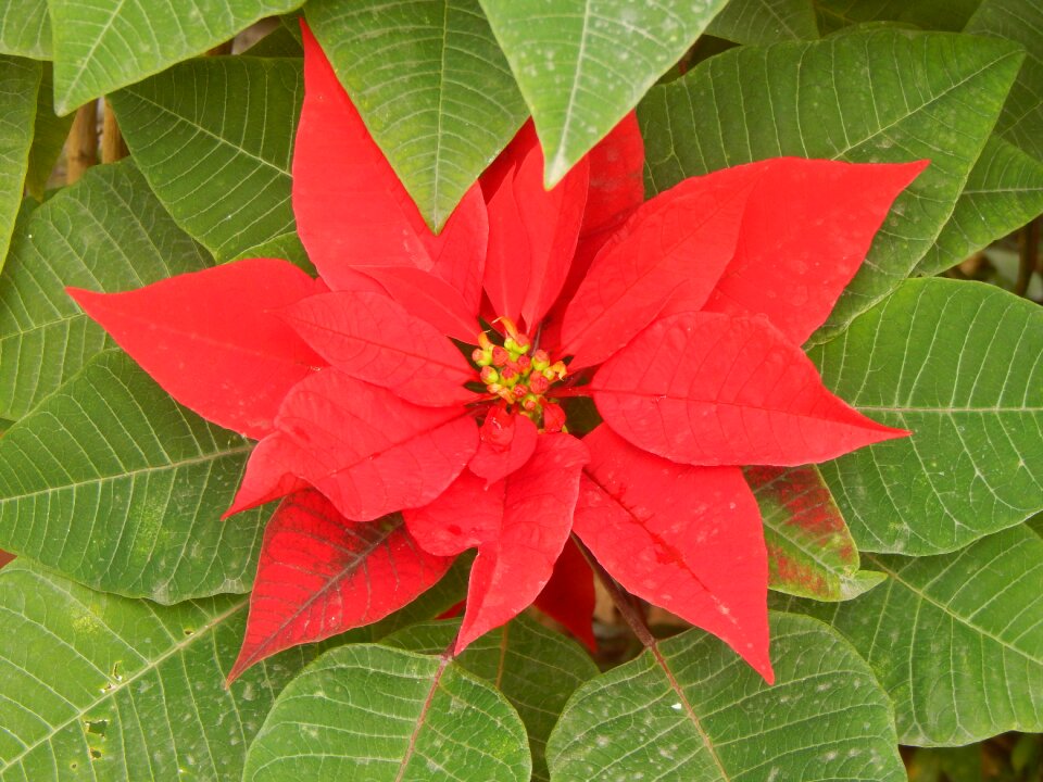 Red flower red petals red