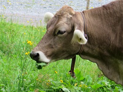 Cow cow's head depression