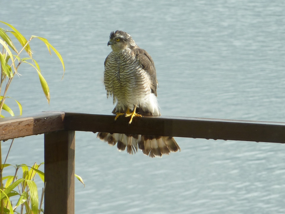 Sparrowhawk bird of prey bird