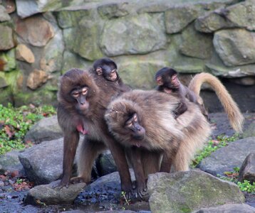 Mammal grooming jungle photo