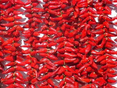 Basque country chili pepper red photo