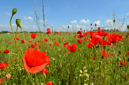 Maky field flowers photo