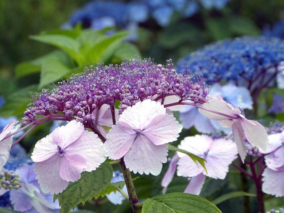 Purple blue nature