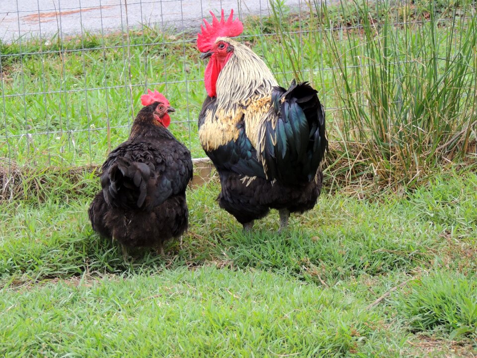 Farm domestic green chicken