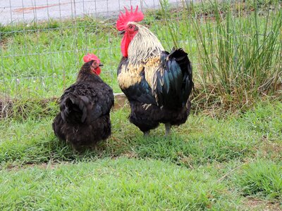 Farm domestic green chicken photo