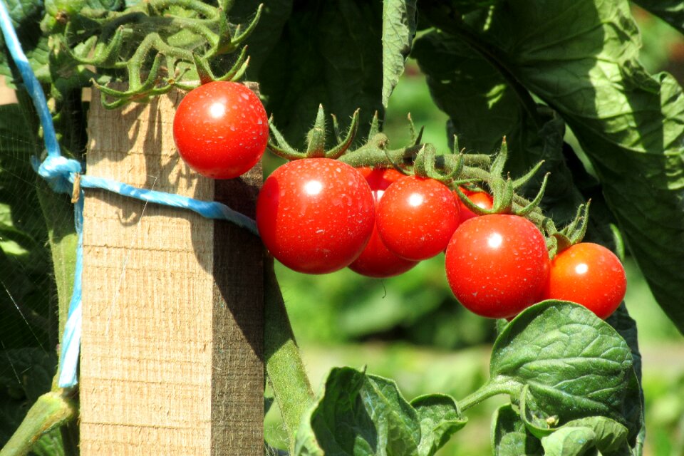 Tomatoes garden crop
