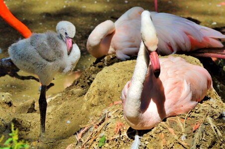 Chicks young flamingo pink photo