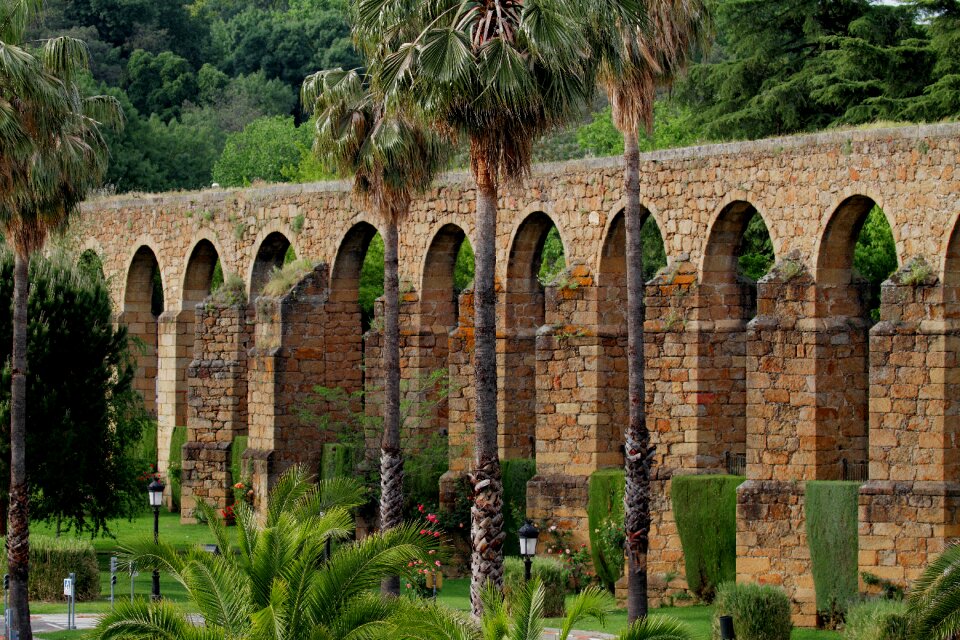 Ancient palm trees arches