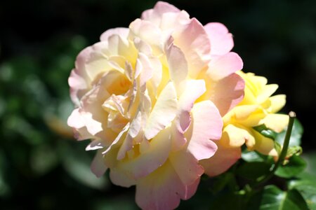 Bloom flower nature