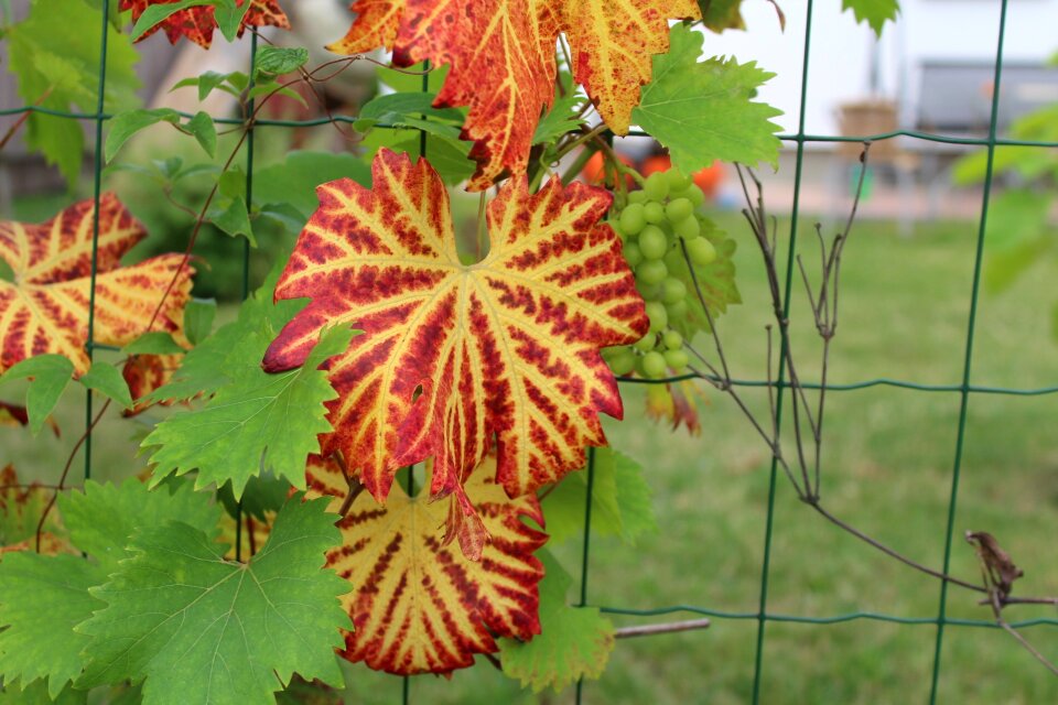 Nature the cultivation of grapes