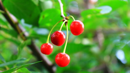 Cherry greens summer