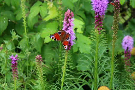 Summer garden garden flowers photo