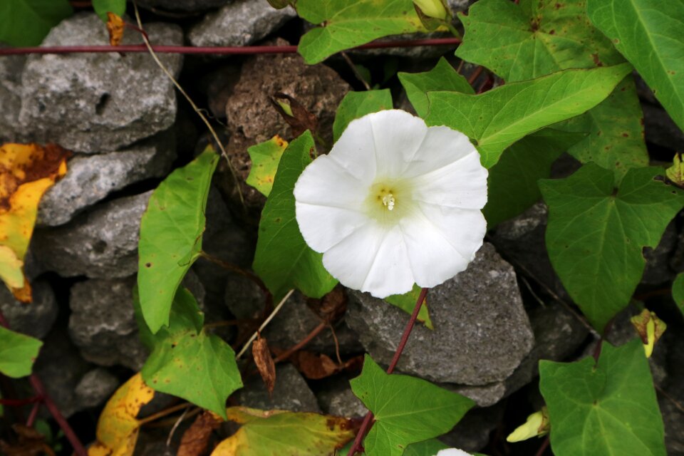 Blossom bloom plant