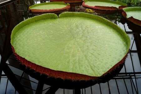 Green lily water photo