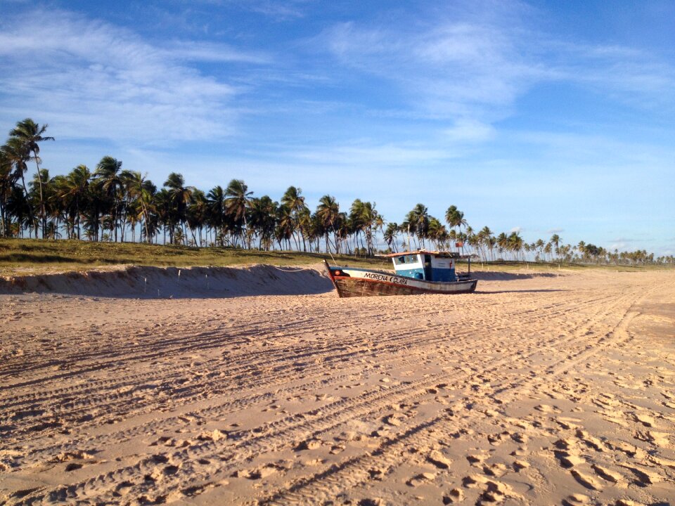 Coconut trees sand boat