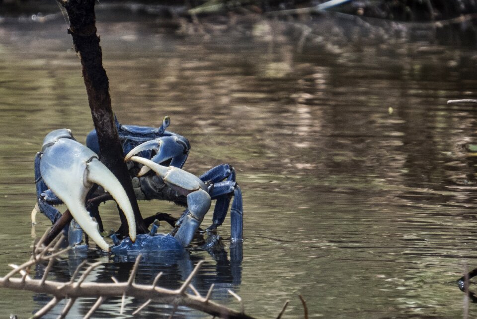 Colombia crustacean animals