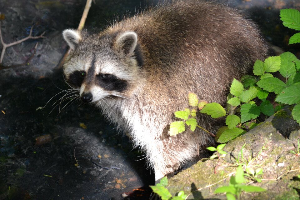 Wild animal wildlife park mammal