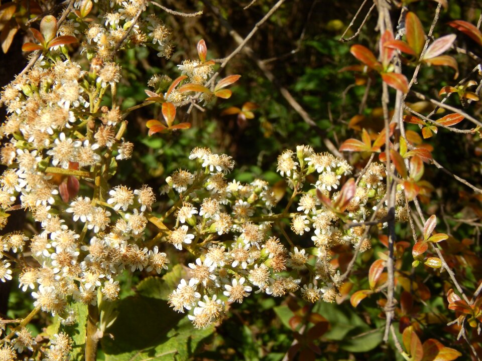 Small flowers white flowers wild