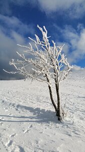 Tree cold snow