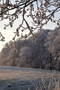 Cold tree fields