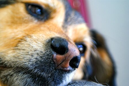 Close up pet dog's nose photo