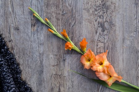 Gladiolus sword flower nature photo