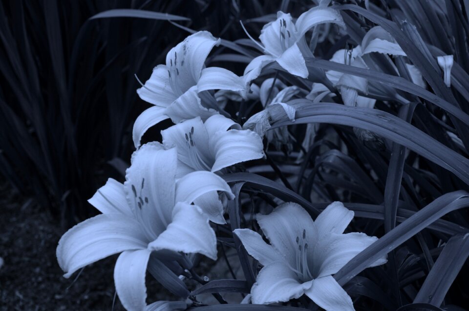 Elegant blossom white