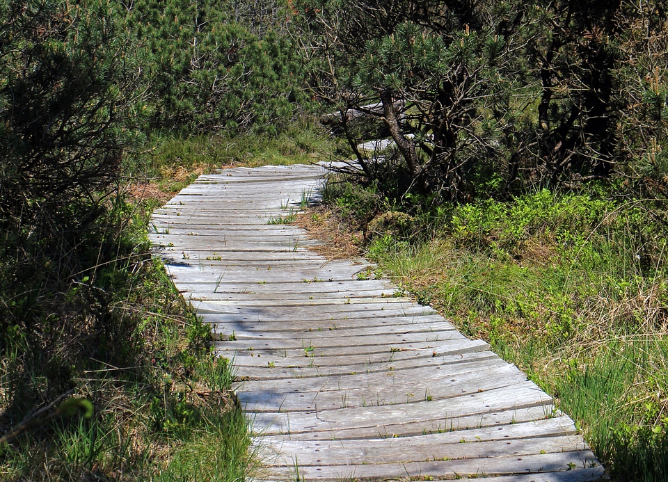Plank road planks wood planks