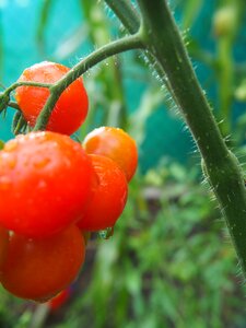 Drop of water vegetables food