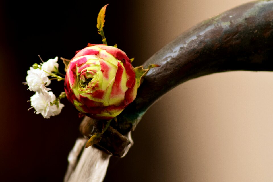 Bloom close up water