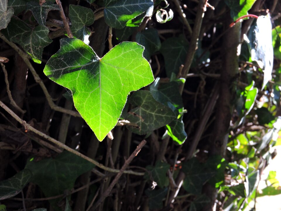 Green nature creeper