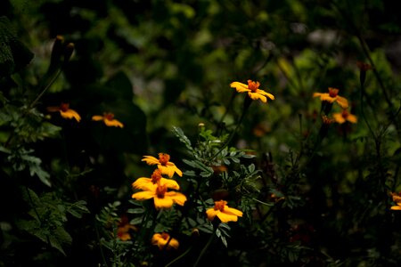 Nature wild flower wild flora photo