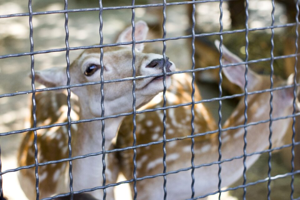 Zoo antelope in the zoo yalta zoo