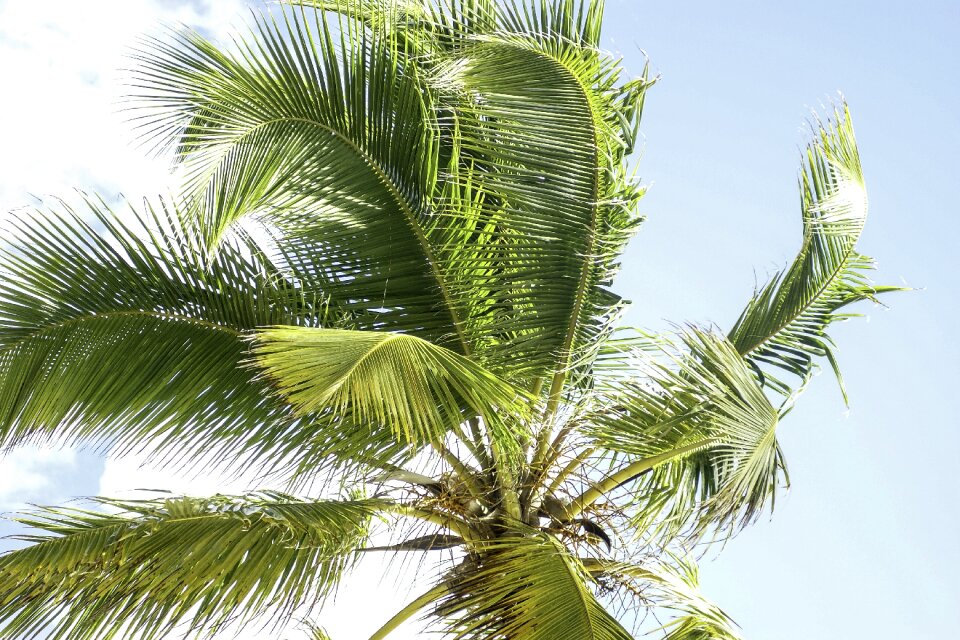 Dominicana punta cana beach