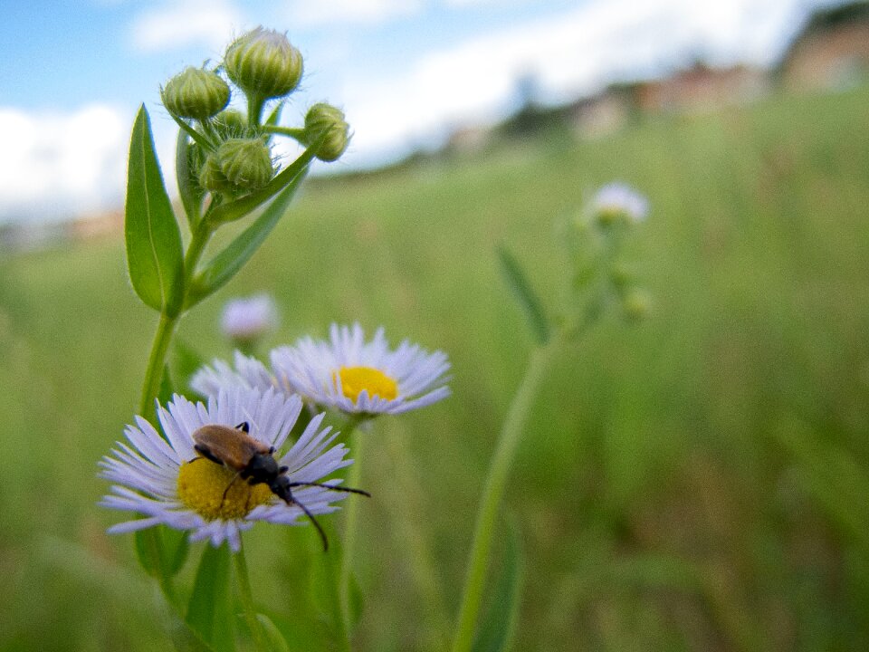 Green summer nature