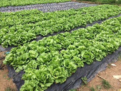 Organic natural baguio