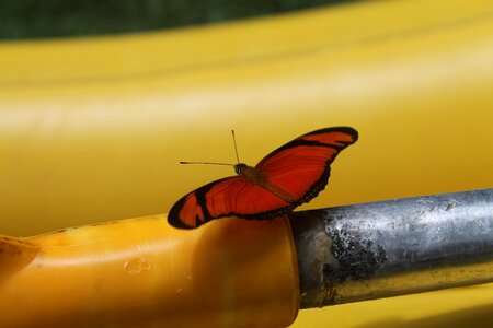 Orange butterfly iron yellow photo