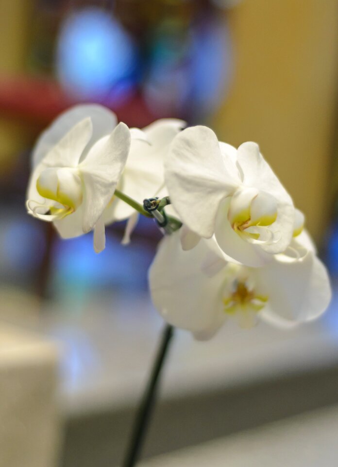 Flower orchid white orchid
