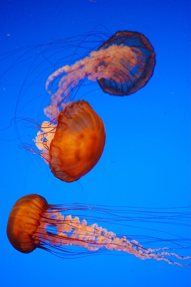 Jellyfish nature marine photo