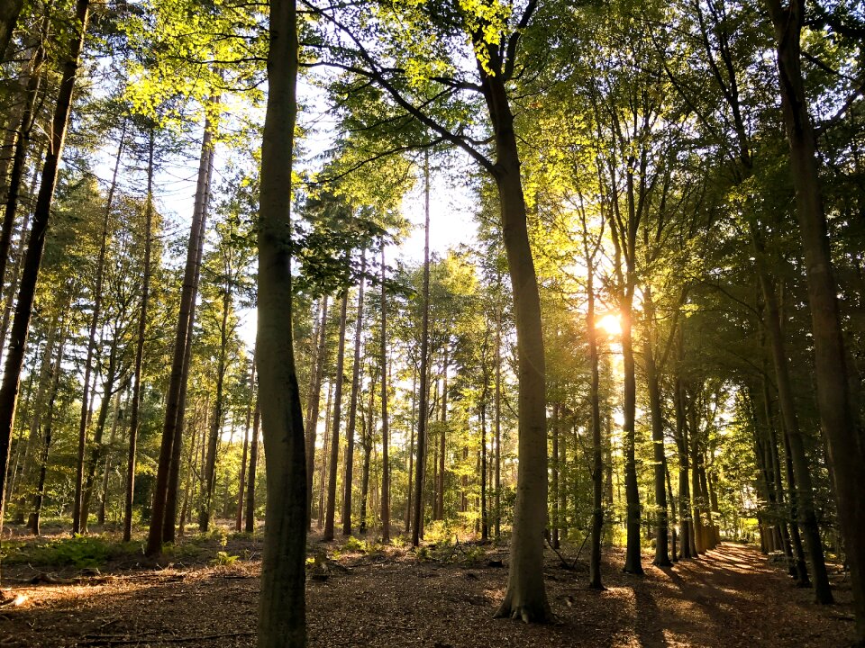 Sheet forests branches photo