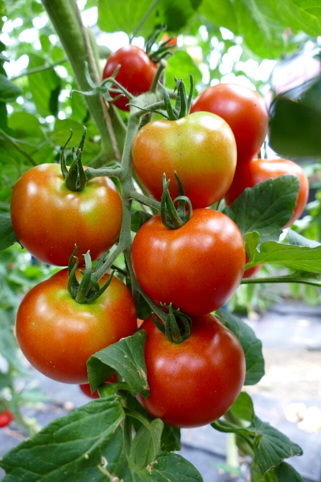 Red on the vine vegan