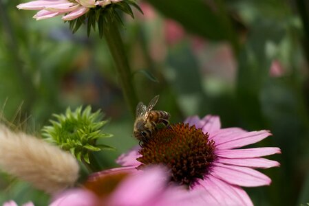 Flowers garden flowers insect photo