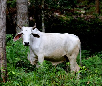 White horns animal