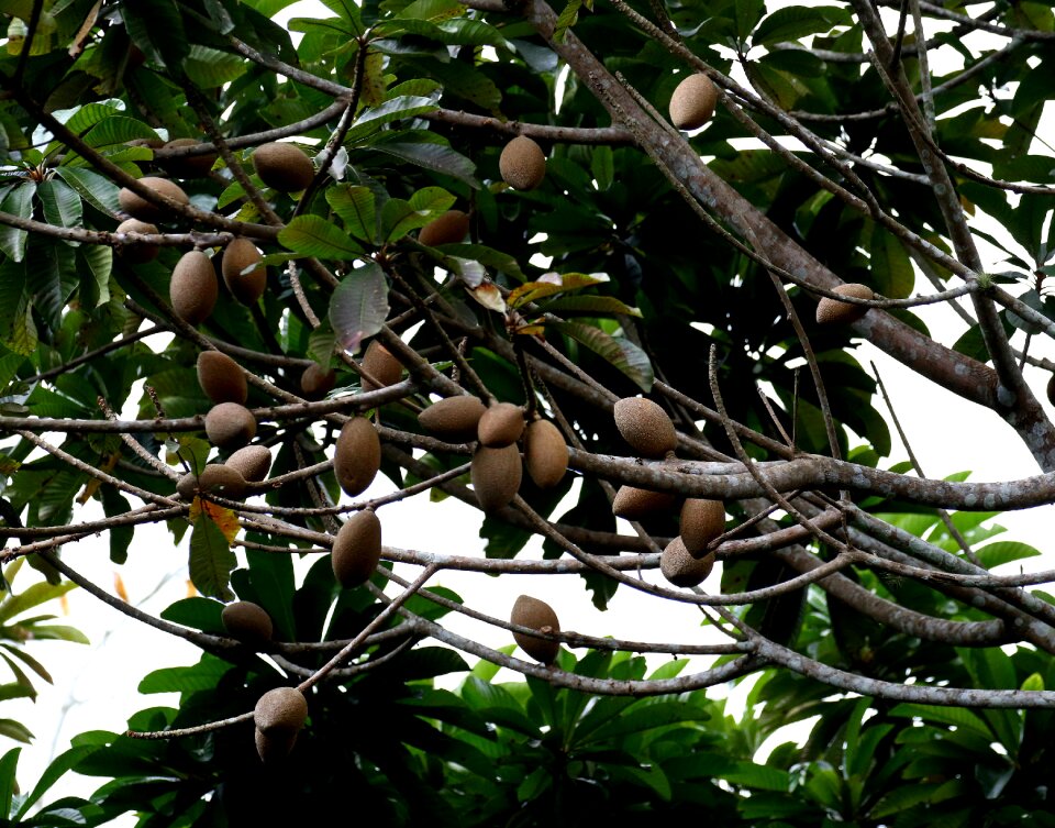Tree tropical exotic