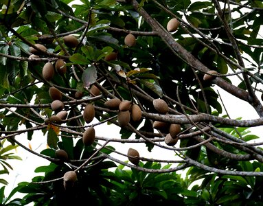 Tree tropical exotic