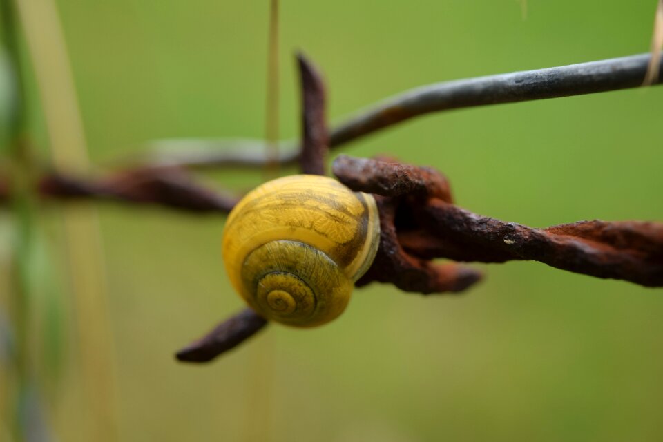 Shell close up barbed wire