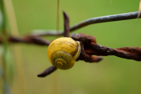Shell close up barbed wire photo