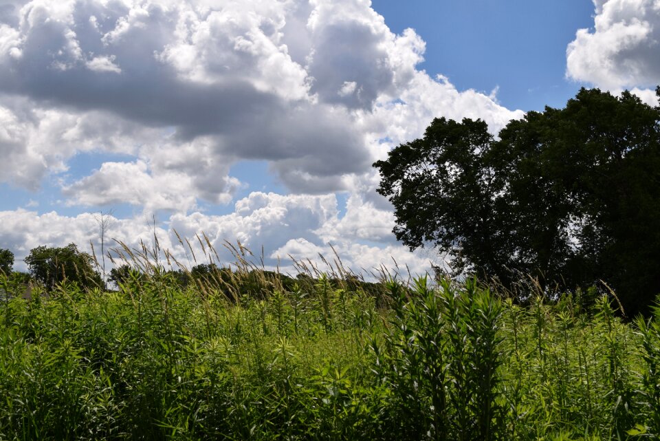 Cloudscape trees sunny