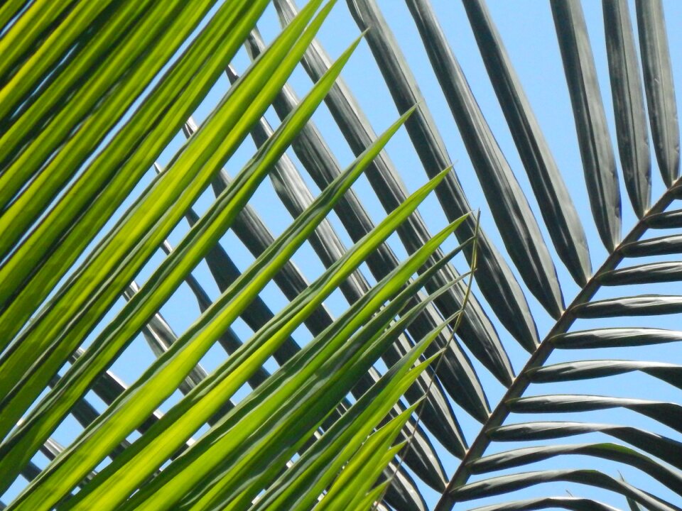 Leaves palm tree beach